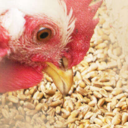 gefluegelfutter bubblenavibanner